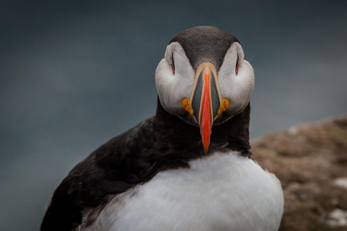 annuaire photographes suisse romande, Macareux Moine, Islande - http://www.pierik.ch - Pierik de Neuchâtel