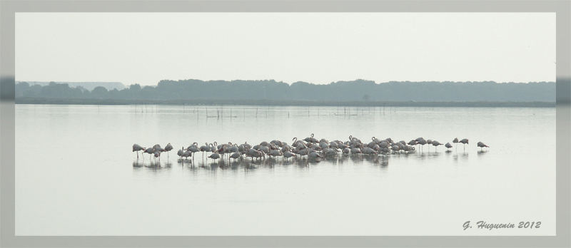 annuaire photographes suisse romande, En Camargue - http://www.gerald-huguenin.ch/Photo/ - ghuguenin de Delley-Portalban