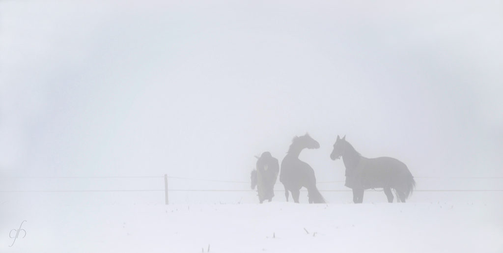 annuaire photographes suisse romande, Brouillard hivernal - http://www.gerald-huguenin.ch/Photo/ - ghuguenin de Delley-Portalban