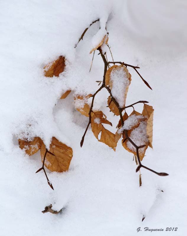 annuaire photographes suisse romande,  - http://www.gerald-huguenin.ch/Photo/ - ghuguenin de Delley-Portalban