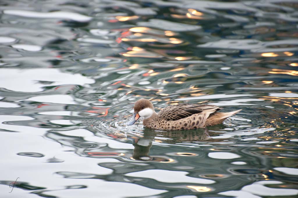 annuaire photographes suisse romande,  - http://www.gerald-huguenin.ch/Photo/ - ghuguenin de Delley-Portalban