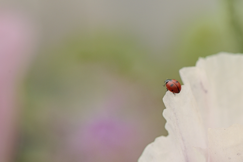 annuaire photographes suisse romande, à 3 j'y vais - http://www.2point8.ch - 2point8 de Bercher