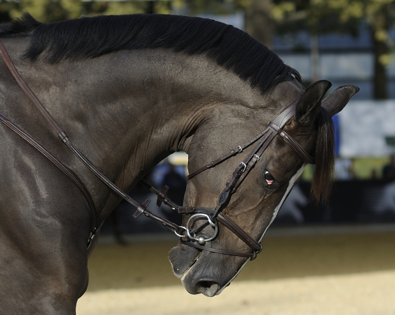 annuaire photographes suisse romande, Horse Show - http://www.2point8.ch - 2point8 de Bercher