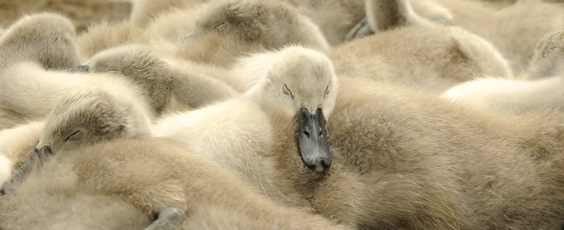 annuaire photographes suisse romande, au pays des rêves - http://www.2point8.ch - 2point8 de Bercher