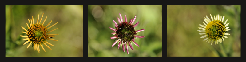 annuaire photographes suisse romande, Triptyque - http://www.2point8.ch - 2point8 de Bercher