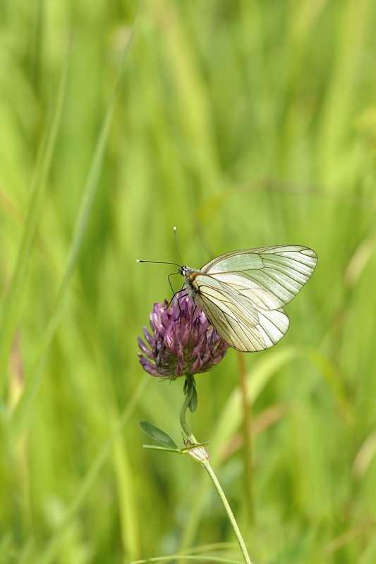 annuaire photographes suisse romande, Transparence - http://www.2point8.ch - 2point8 de Bercher