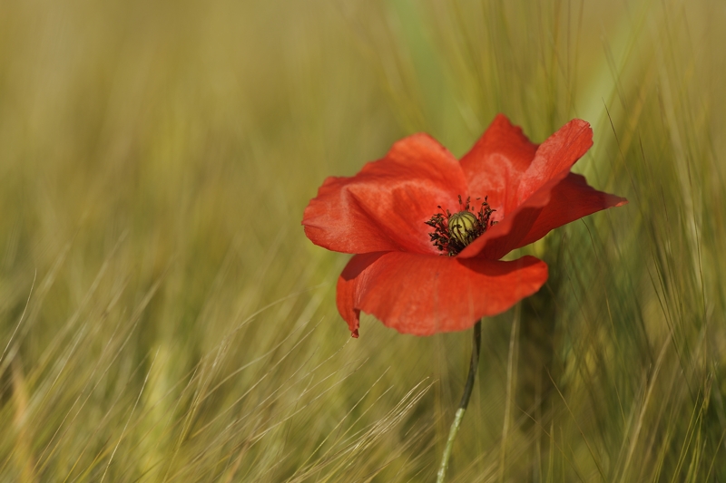 annuaire photographes suisse romande, Pétales au vent - http://www.2point8.ch - 2point8 de Bercher