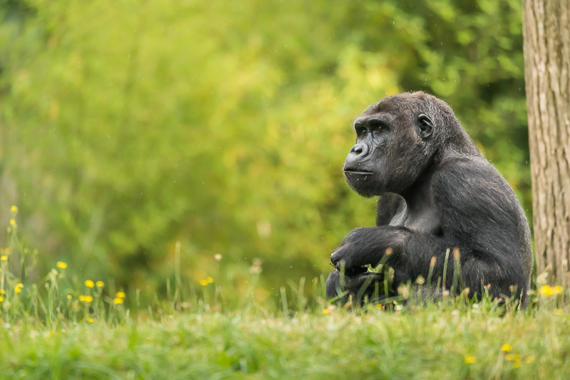 annuaire photographes suisse romande, Gorille pas dans la brume. - http://philippe.belazp.com/ - Le Meuh de Courtepin