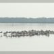 En Camargue - ghuguenin de Delley-Portalban. Annuaire photographe