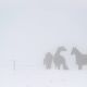 Brouillard hivernal - ghuguenin de Delley-Portalban. Annuaire photographe