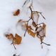  - ghuguenin de Delley-Portalban. Annuaire photographe