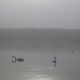  - ghuguenin de Delley-Portalban. Annuaire photographe