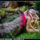  - fbas74 de ANNECY. Annuaire photographe