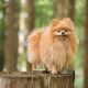 http://philippe.belazp.com/, Le Meuh de Courtepin. © 2022 - Le Meuh, Annuaire photographe
