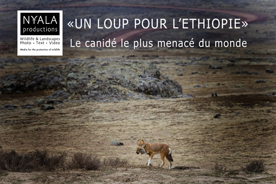 Le loup éthiopien, en voie d'extinction: un projet pour le sauver par Thierry Grobet de http://www.thierrygrobet.com